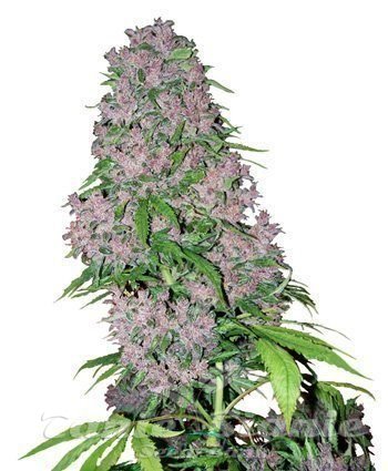 Nasiona Marihuany Purple Bud - WHITE LABEL