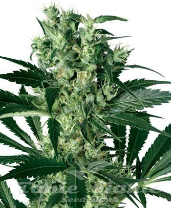 Nasiona Marihuany X-Haze - WHITE LABEL