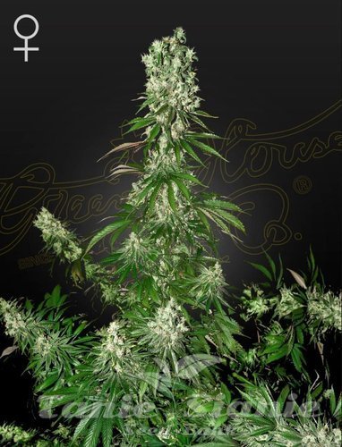 Nasiona Marihuany White Strawberry Skunk - STRAIN HUNTERS