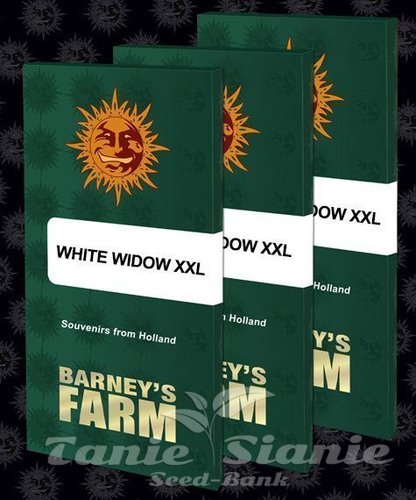 Nasiona Marihuany White Widow XXL - BARNEY'S FARM