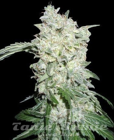 Nasiona Marihuany Afghan Kush Special - WORLD OF SEEDS