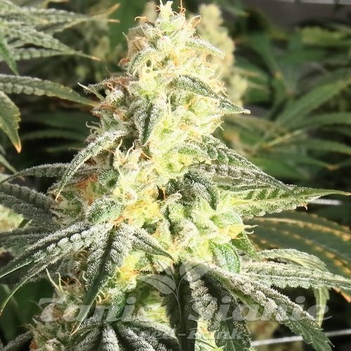 XTC OG - ELEV8 SEEDS