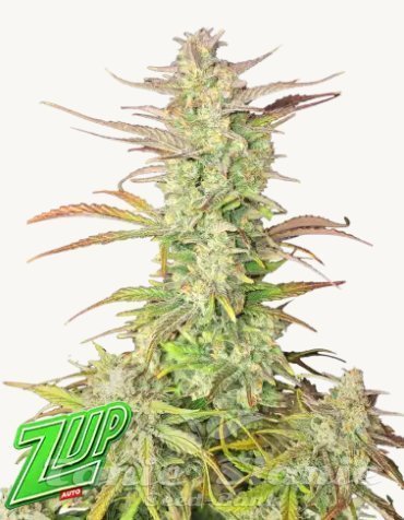 Nasiona Marihuany Z-Up Auto - FASTBUDS