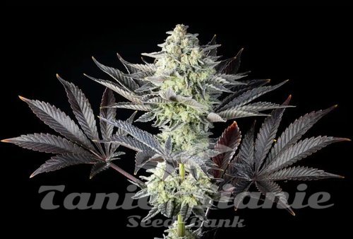 Nasiona Marihuany Zoap Rosé - KANNABIA SEED