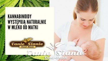Kannabinoidy występują naturalnie w mleku od matki