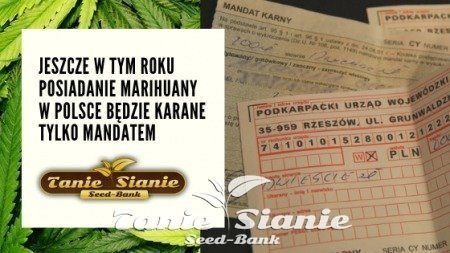 Jeszcze w tym roku posiadanie marihuany w Polsce będzie karane tylko mandatem