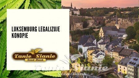 Luksemburg legalizuje konopie