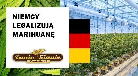Niemcy legalizują marihuanę? Rząd zatwierdza plan legalizacji marihuany z zawartością THC.