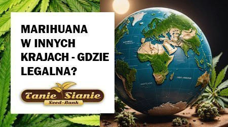 Marihuana w innych krajach – gdzie jest legalna?