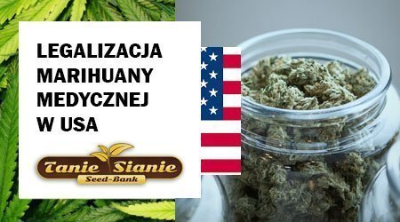 Legalizacja marihuany medycznej w USA - roczne oszczędności 29 miliardów dolarów