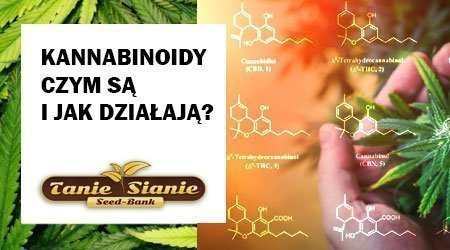 Kannabinoidy - czym są i jak działają?