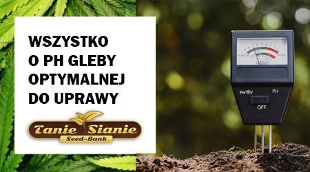 Wszystko o pH gleby optymalnej do uprawy nasion konopi