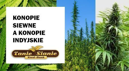 Konopie siewne a konopie indyjskie - czym się różnią?